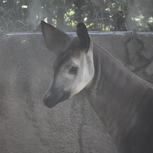 Okapi Headshot