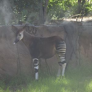 Okapi