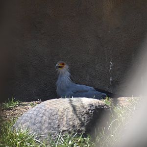 Secretary Bird