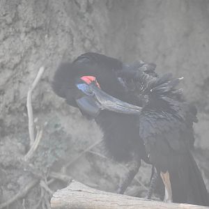 Abyssian Ground Hornbill