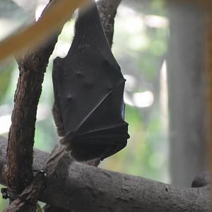 Rodrigues Flying Fox Sleeping