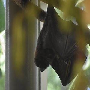 Rodrigues Flying Fox