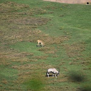 Gemsbok and Nile Lechwe