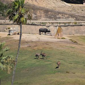 Fringe-eared oryx and Cape Buffalo