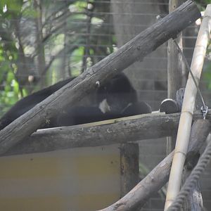 White-cheeked Gibbon
