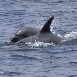Common Bottlenose Dolphin