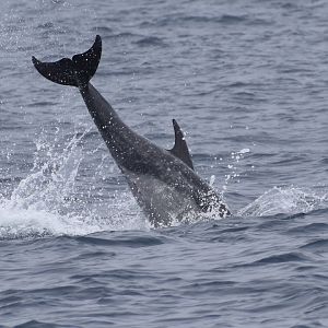 Common Bottlenose Dolphin