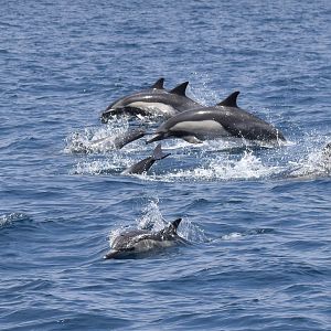 Common Dolphin