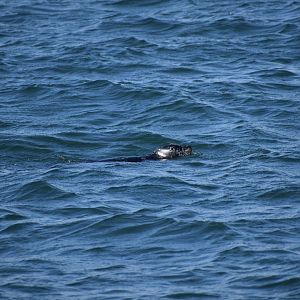 Pacific Harbor Seal