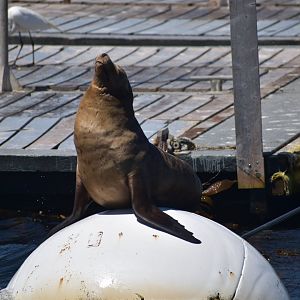California Sea Lion