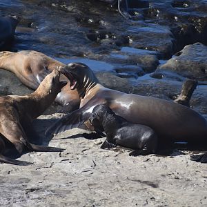Sea Lion Fight at La Jolla