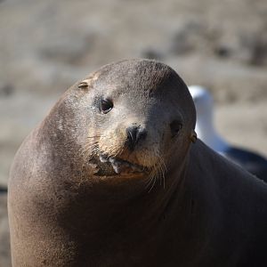 California Sea Lion at La Jolla