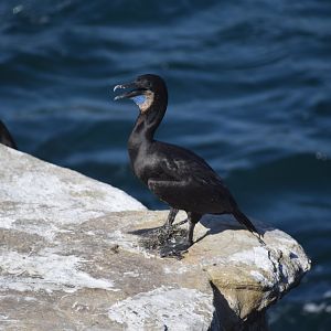 Brandt's Cormorant