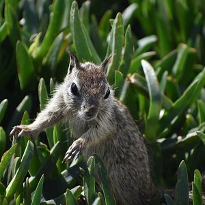 Baby California Ground Squirrel