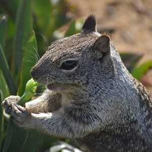 California Ground Squirrel