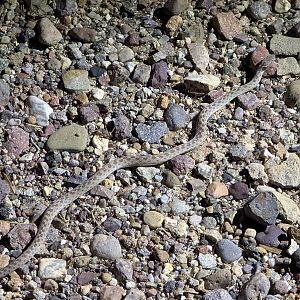 Sonoran night snake (Hypsiglena chlorophaea chlorophaea)