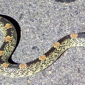 Western long-nosed snake (Rhinocheilus lecontei lecontei)