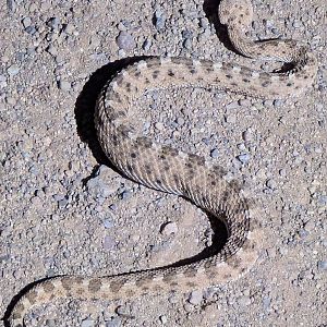 Sonoran desert sidewinder (Crotalus cerastes cercobombus)