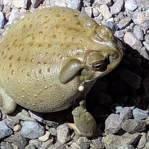 Colorado River toad (Incilius alvarius)