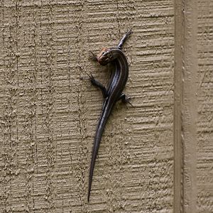American Five-Lined Skink (Plestiodon fasciatus) - wild