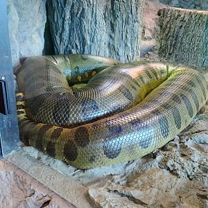 Ivy the Green Anaconda (6/21/25)