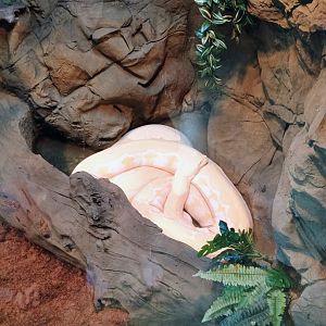 Blondie the Reticulated Python (6/21/25)