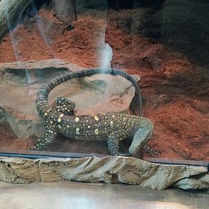 Baby Kush the Crocodile Monitor (6/21/25)