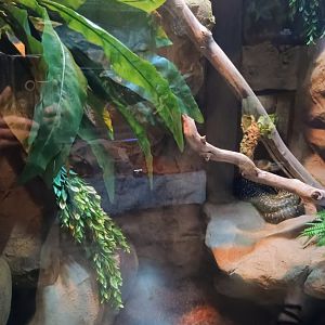 Tarzan and Jane the Madagascar Tree Boas exhibit (6/21/25)