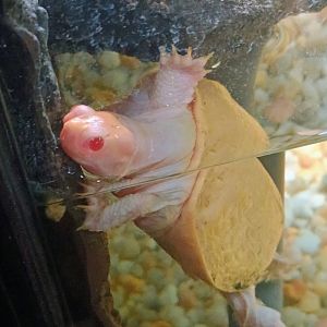 Albino Red-Eared Slider (6/21/25)