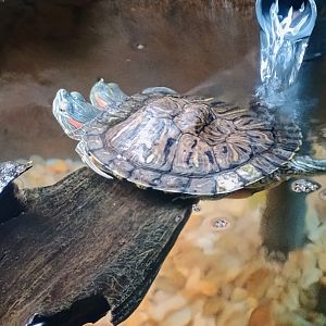 Chopstix the 2-headed Red-Eared Slider (6/21/25)