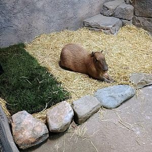 Javier the Capybara (6/21/25)