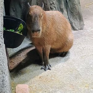 Javier the Capybara (6/21/25)