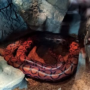 Tiger Lily the Brazilian Rainbow Boa (6/21/25)