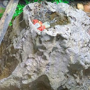 Vampire Crabs (6/21/25)