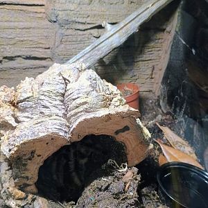 Tarantula (Arizona Blond?) (6/21/25)