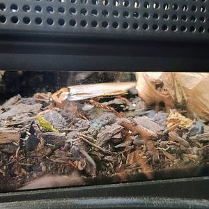 Blaberus Cockroach (Six-Spotted?) (6/21/25)