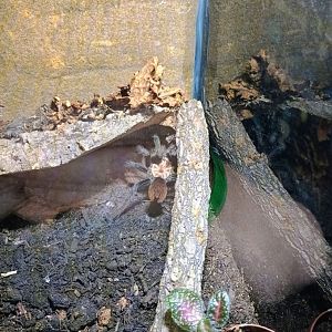 Please help ID this Tarantula skin I thought was alive while there (6/21/25)