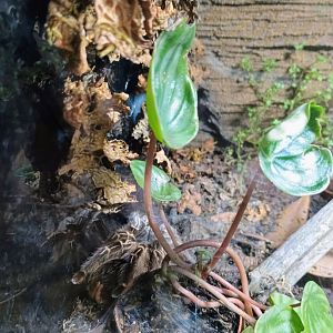 Tarantula ID? (6/21/25)