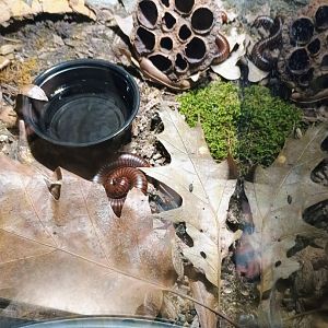 Desert Millipedes (6/21/25)