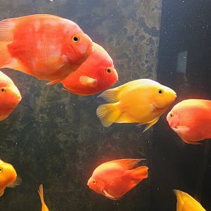 Parrot Cichlids (6/21/25)