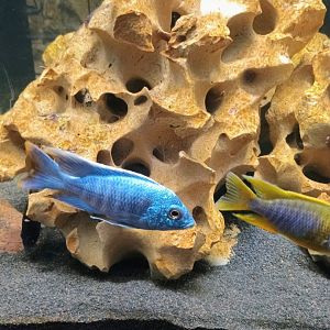 Peacock Cichlids (6/21/25)