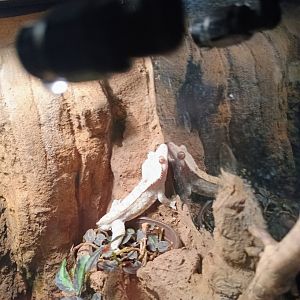 Crested Gecko (6/21/25)