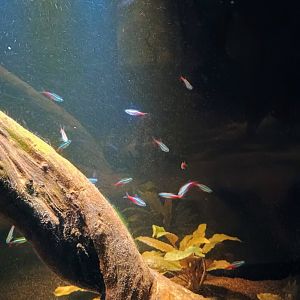 Neon Tetras (6/21/25)