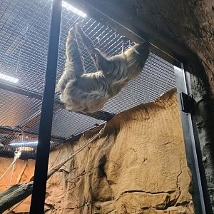 Lilo the Linne's Two-Toed Sloth (6/21/25)