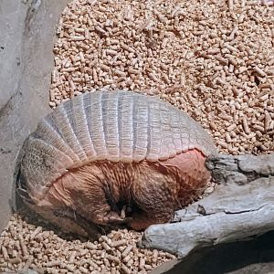 Brillo the Six-Banded Armadillo (6/21/25)