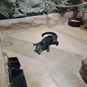 Sleepy Stitch (6/21/25)