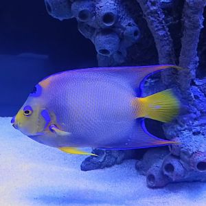 Queen Angelfish (6/21/25)
