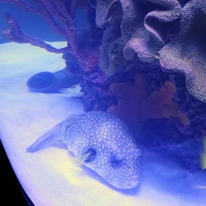 Biggie the massive Pufferfish (6/21/25)