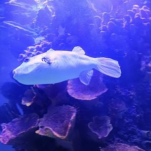 Biggie the massive Pufferfish (6/21/25)