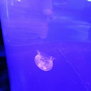 Moon Jelly (6/21/25)